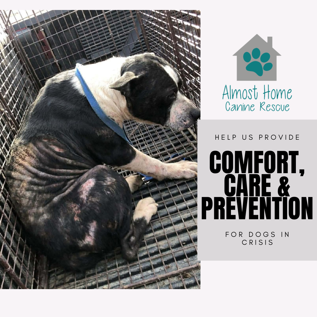 Campaign cover image for Comfort, Care & Prevention for Dogs in Crisis