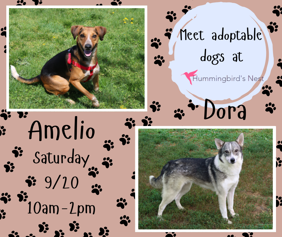 Campaign cover image for Kettle Corn Hummingbird Nest