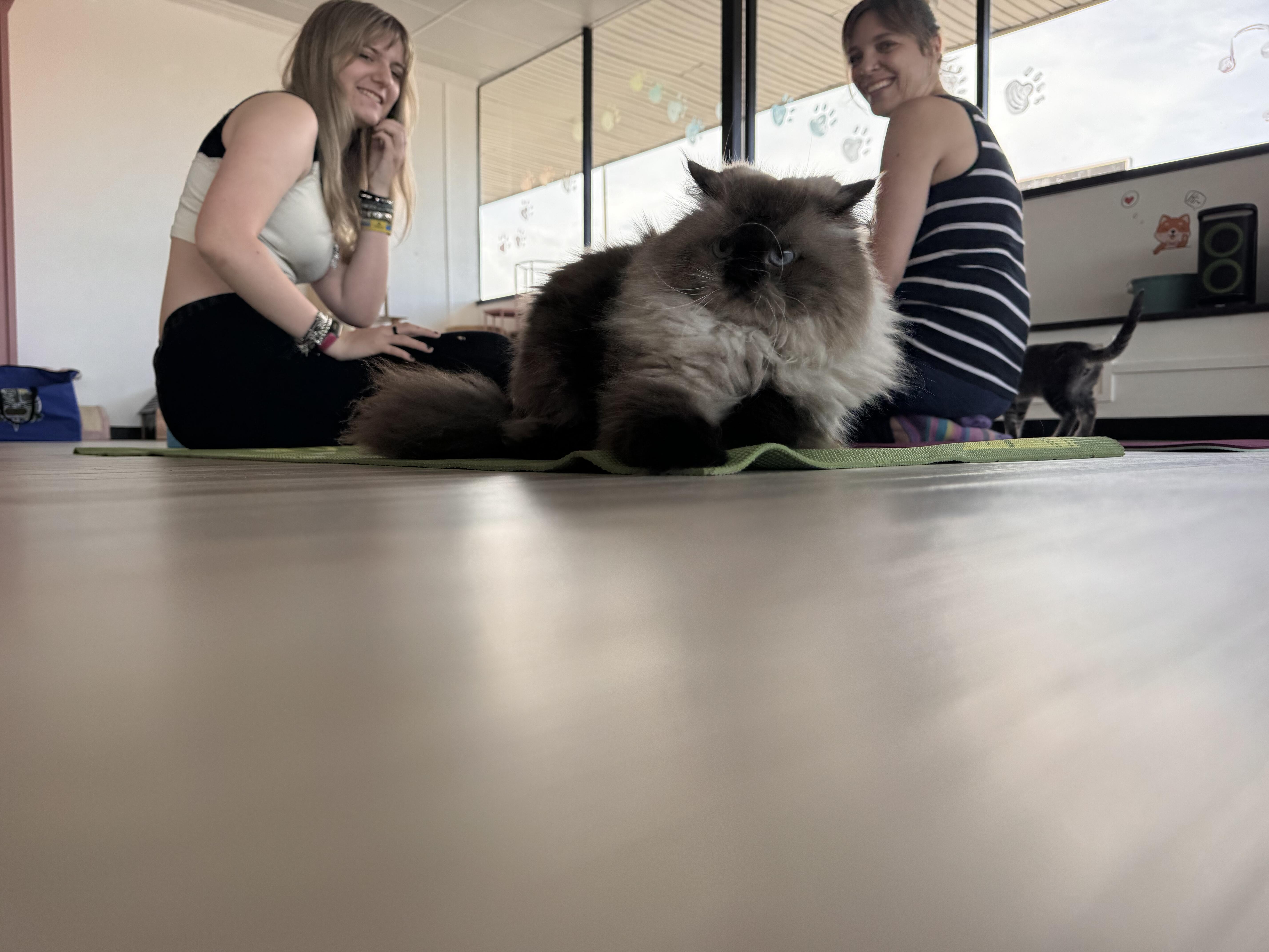 Campaign cover image for Kitten Yoga (copy)