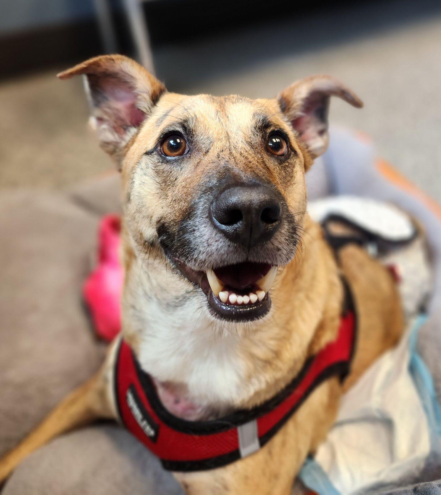 Campaign cover image for HELP HARVEY ROLL INTO HIS NEXT CHAPTER