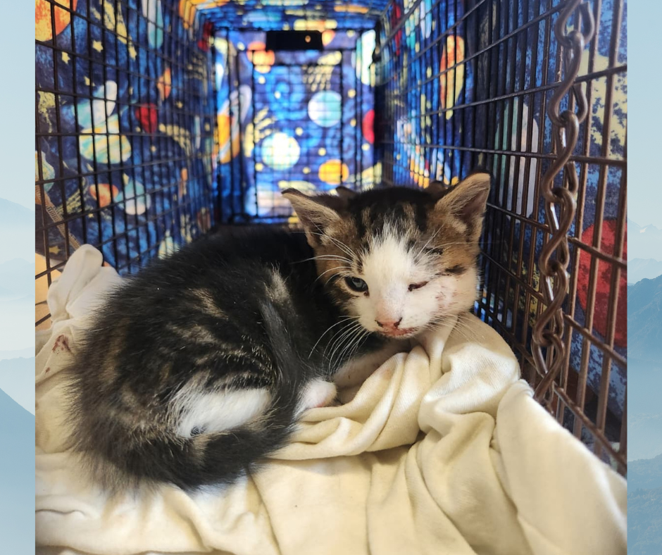 Campaign cover image for Help Baby Tater Heal from a Broken Jaw