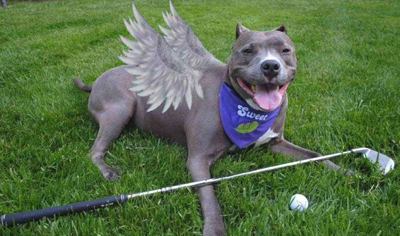 Campaign cover image for 2025 Sweetpea Golf Tournament