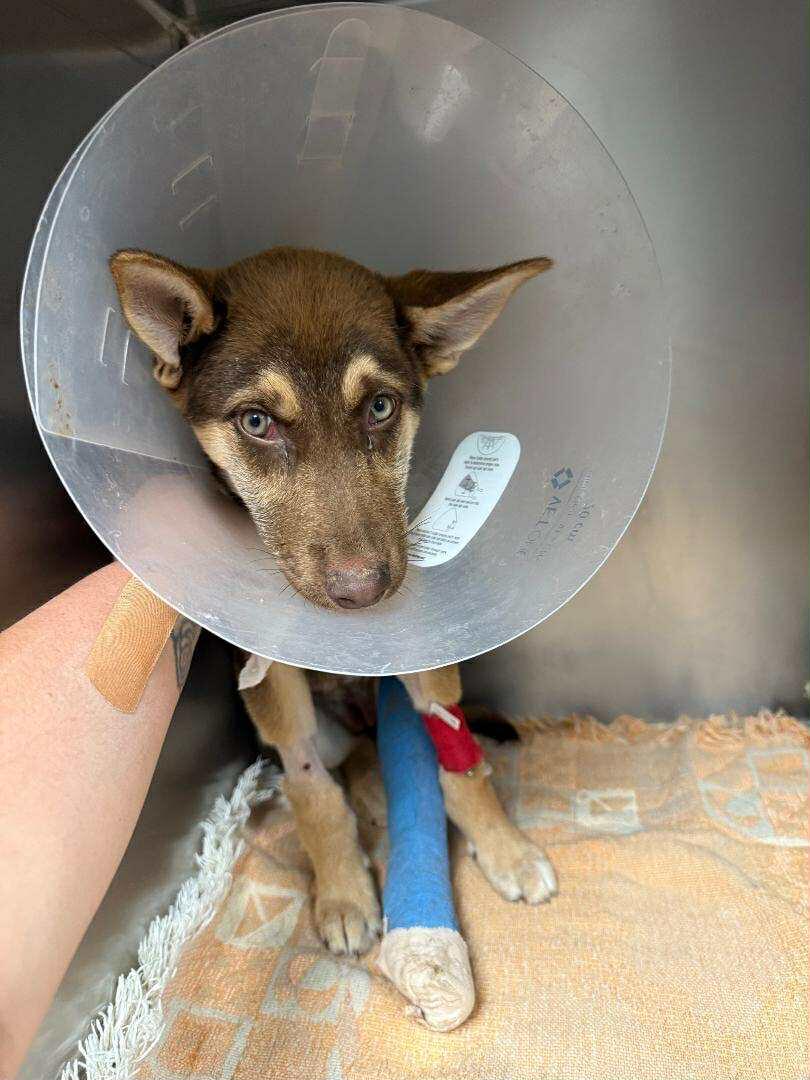 Campaign cover image for 💔 Desperately need to raise $7,500.00 to meet our match and save Hazel's leg💔