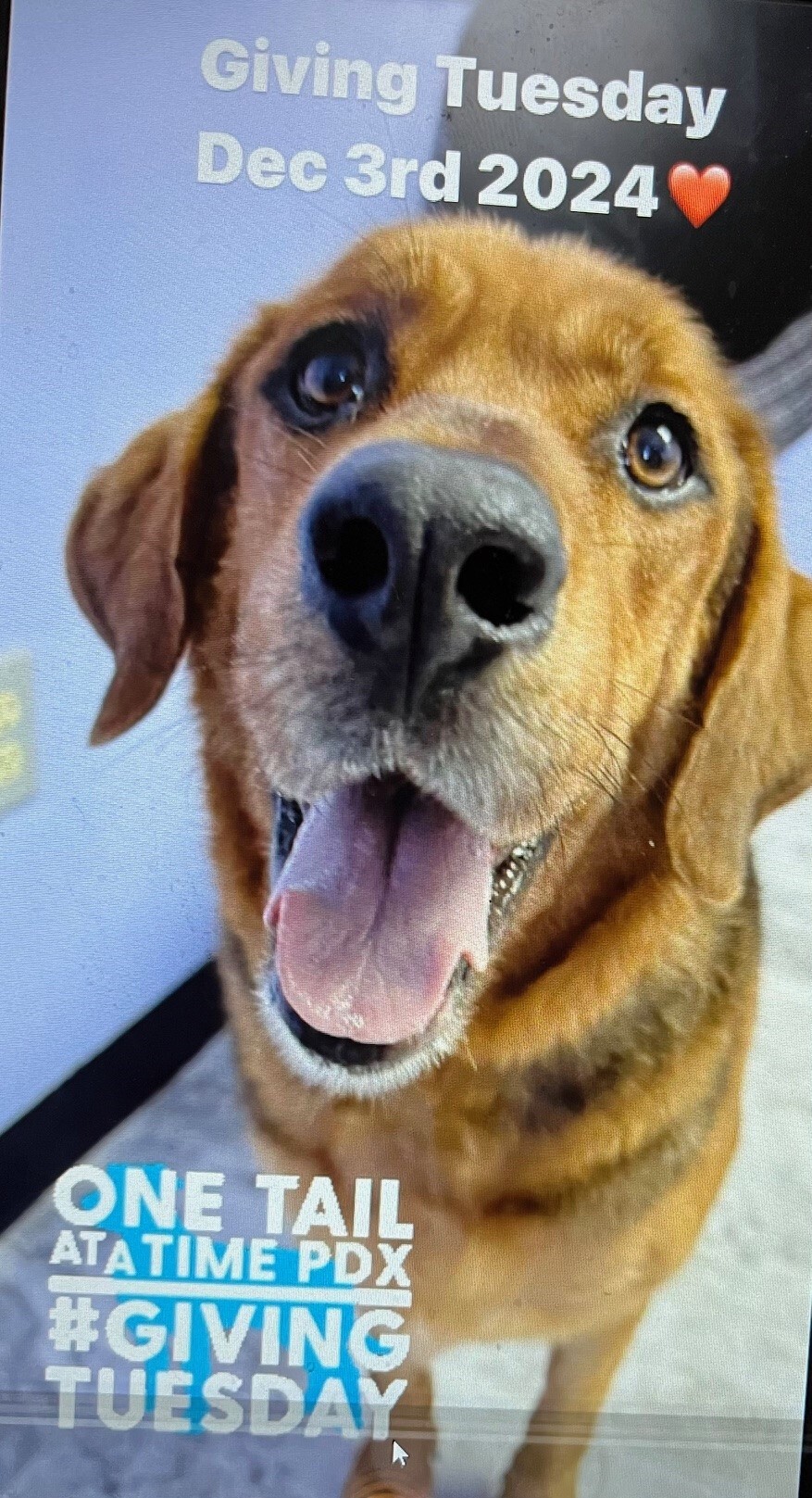 Campaign cover image for CPHS GIVING TUESDAY