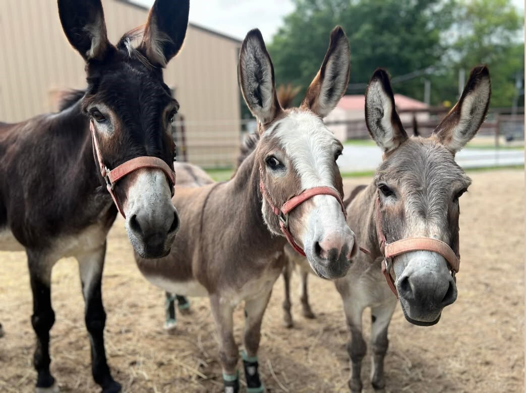 Campaign cover image for Sheds