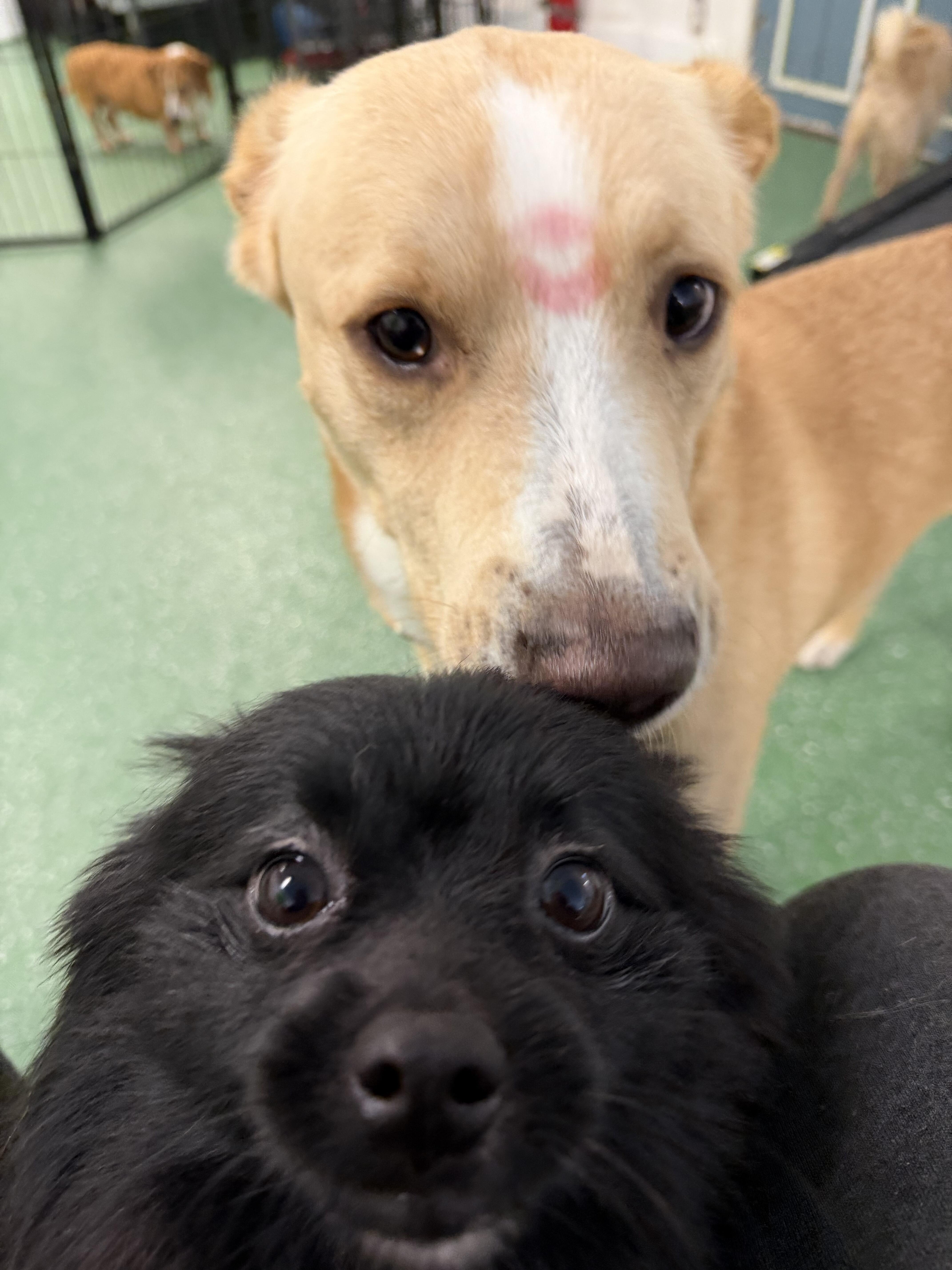 Campaign cover image for Hugs For Harry Adoption