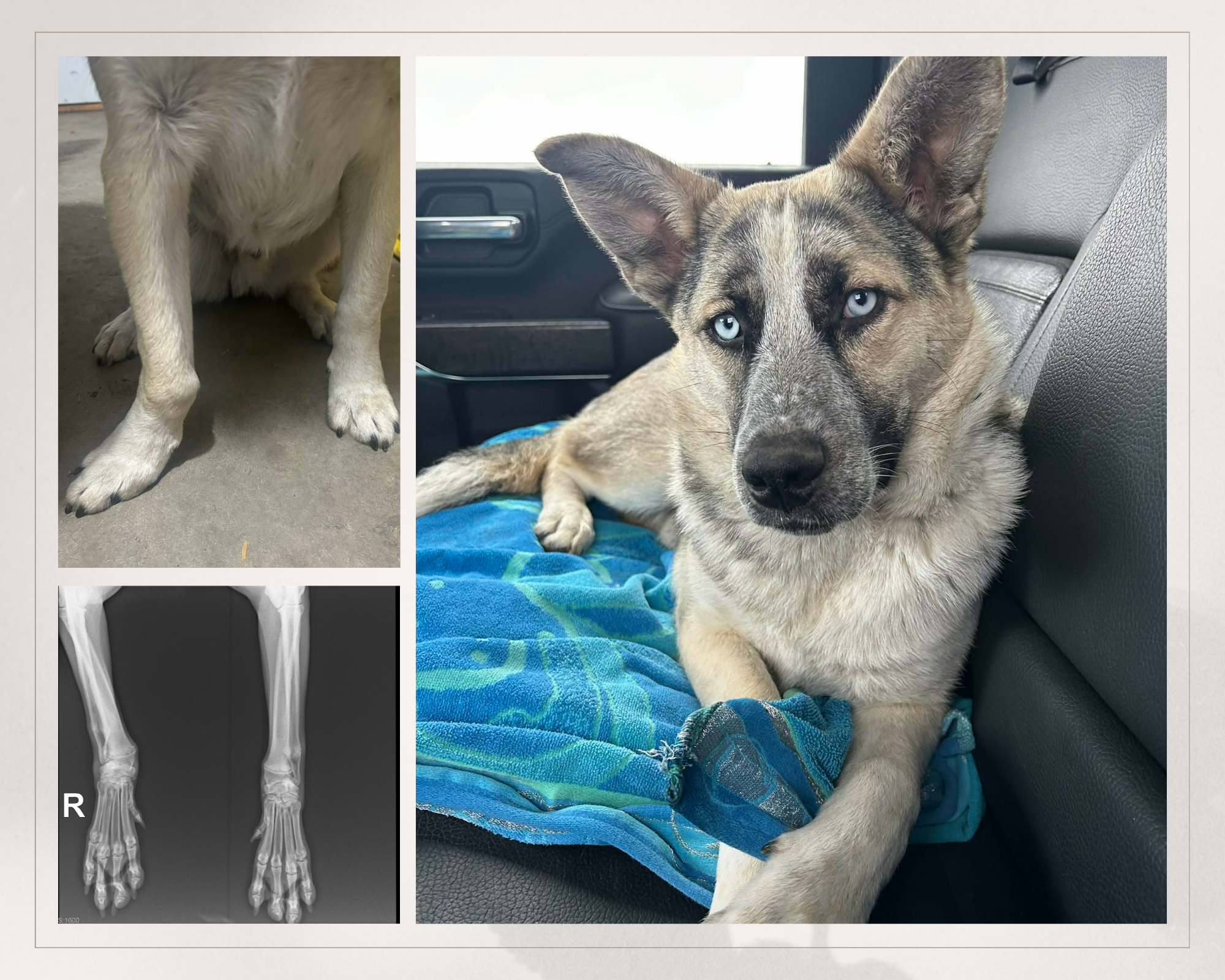 Campaign cover image for A Strong Future for Frodo