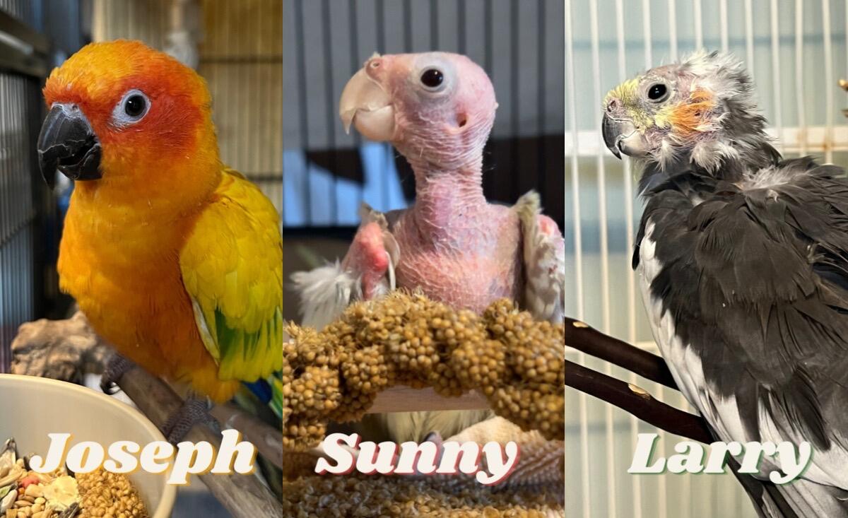 Campaign cover image for Help Our Feathered Friends: Support Joseph, Larry and Sunny!