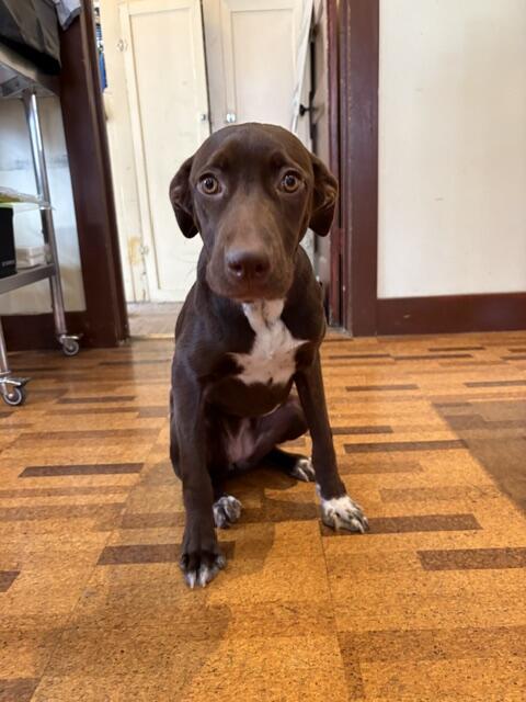 Campaign cover image for Lab puppy, Cocoa, needs our help!