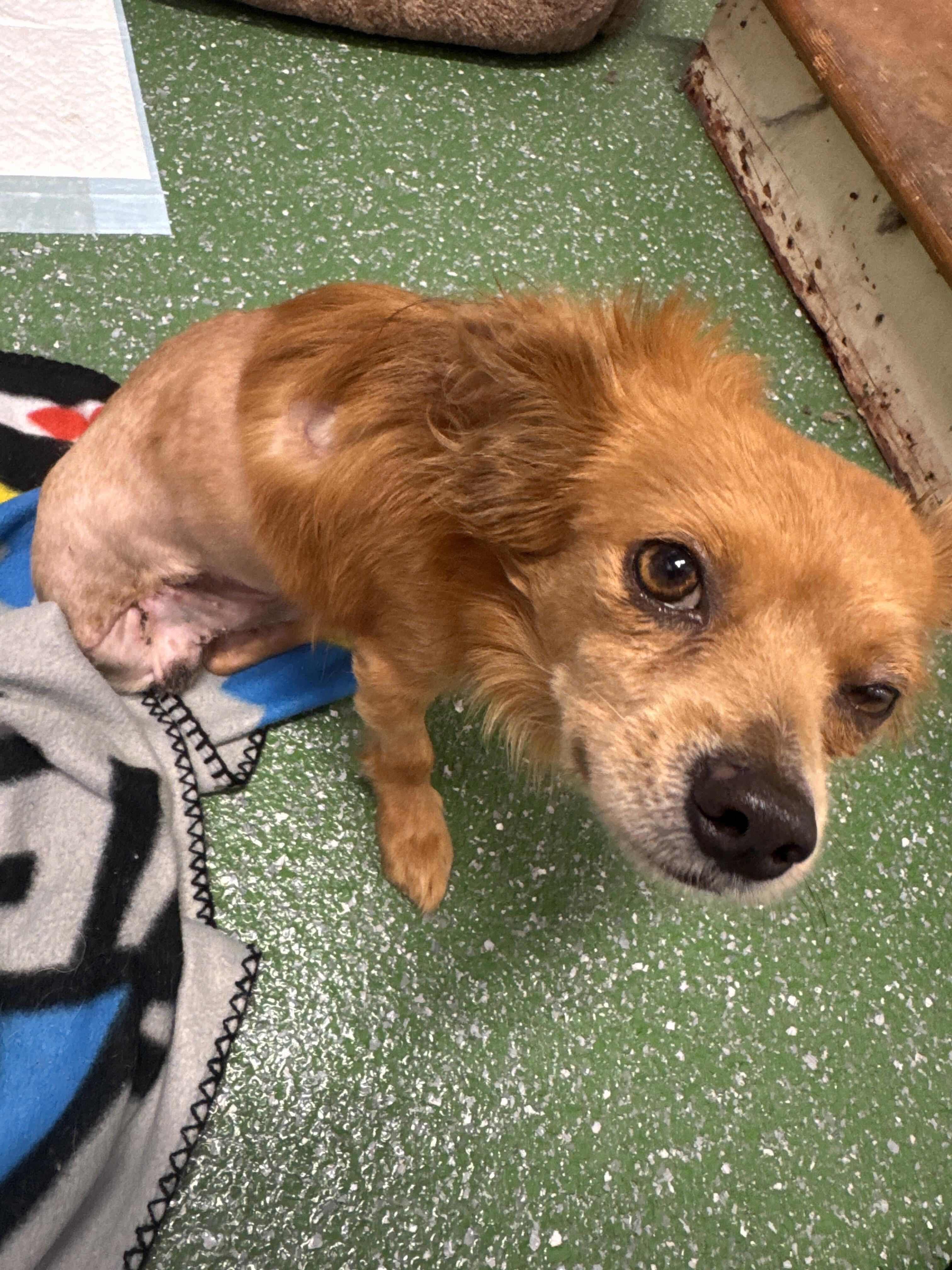 Campaign cover image for ❤️ Sponsor Tres ❤️