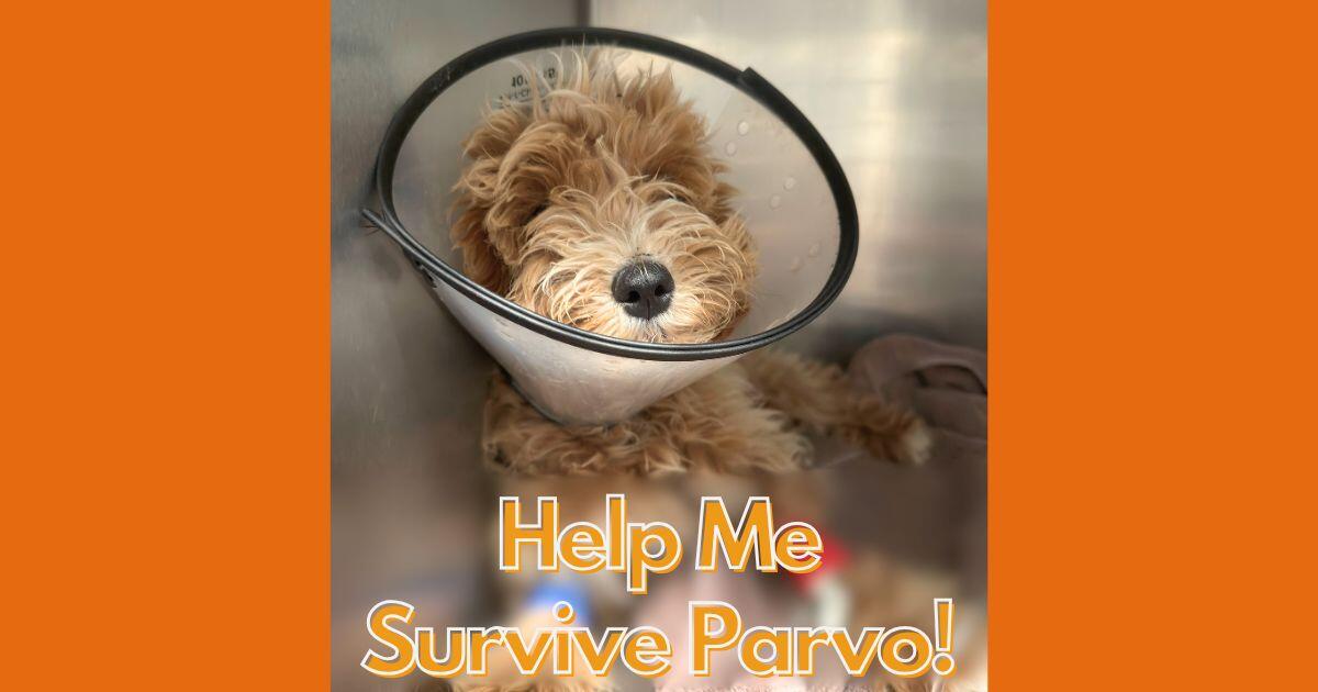 Campaign cover for Urgent: Save Charlyn!