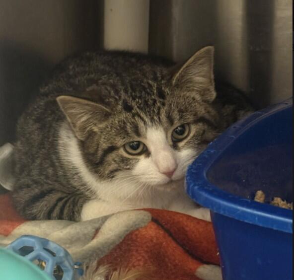Campaign cover image for 💔 PLEASE HELP MIKO — OUR SHY GIRL NEEDS US