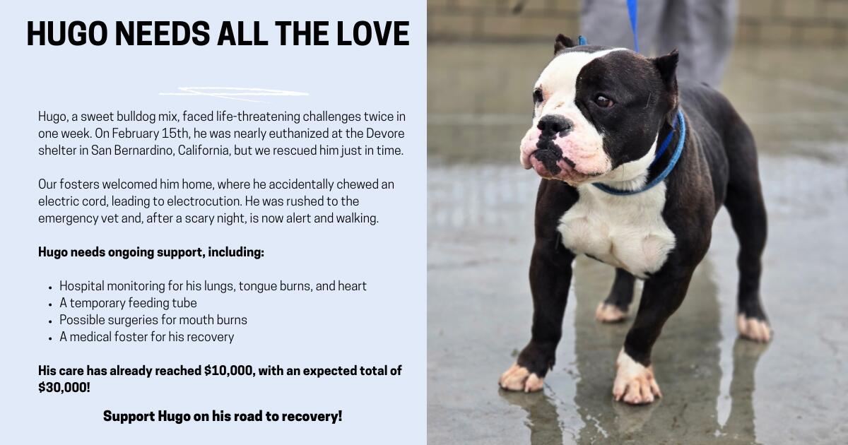 Campaign cover image for Hugo needs all the love