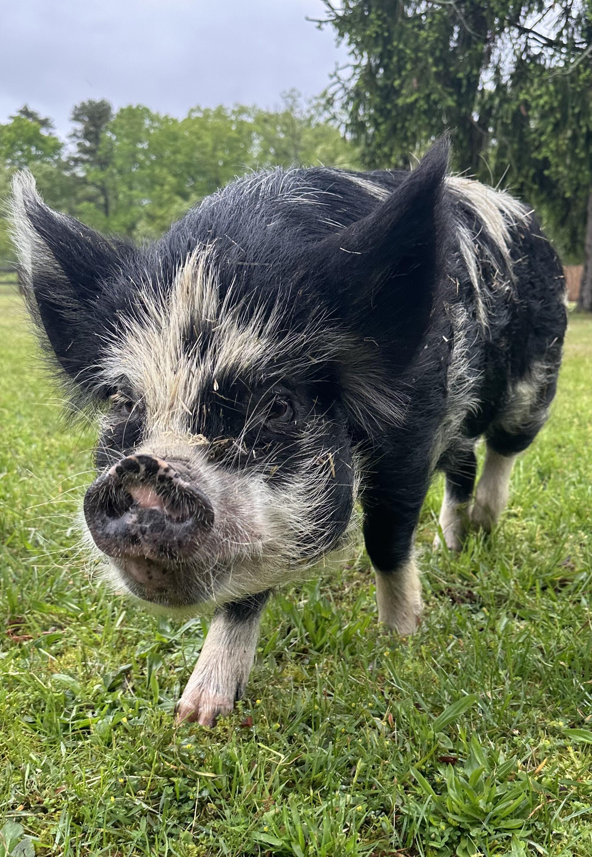 Campaign cover image for 💔🐷 Help Us Fight for Dale — The Pig Who Never Stops Smiling 🐷💔