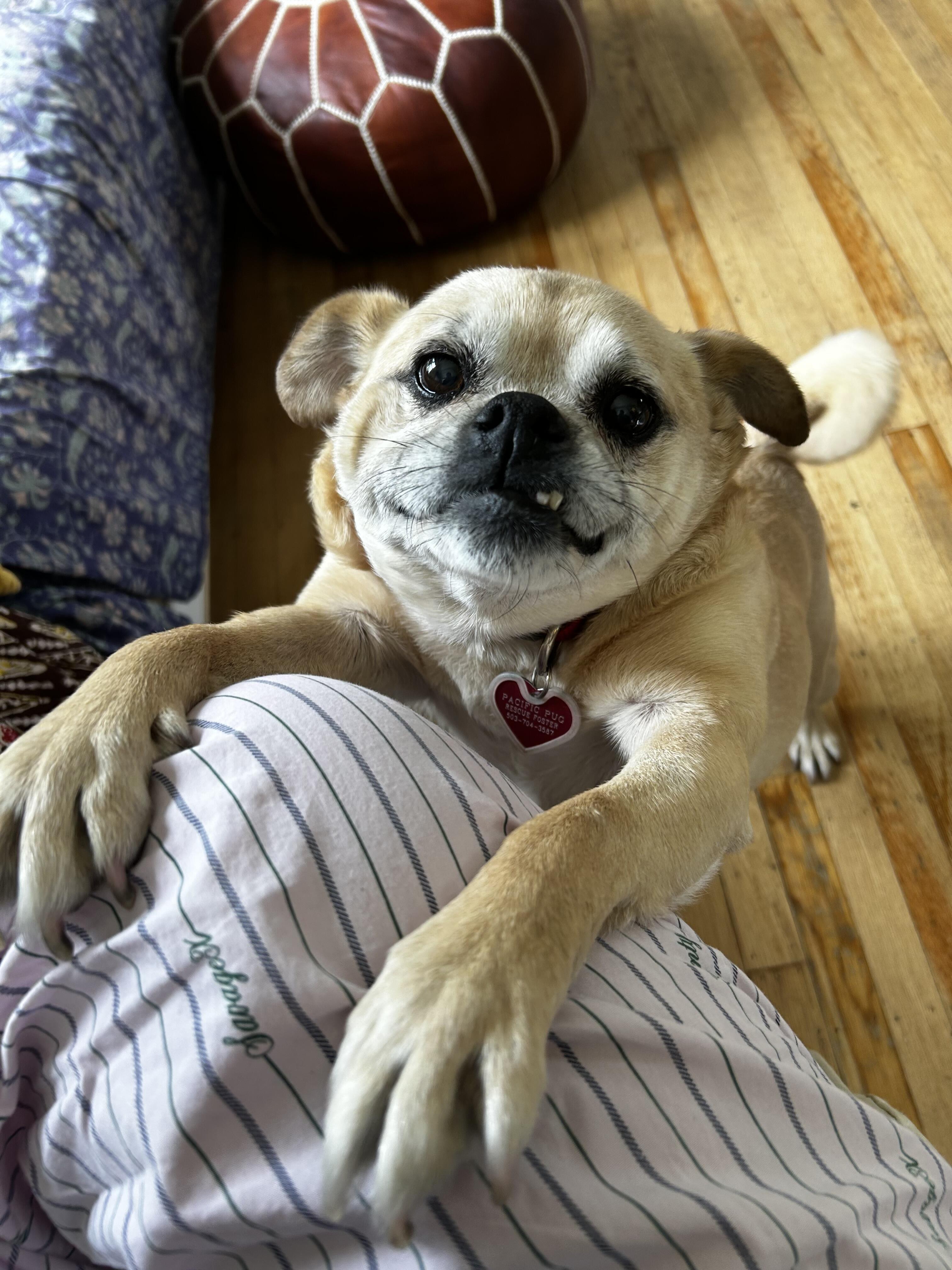 Campaign cover for Skip a Treat, Help Elsa's Heart Beat!