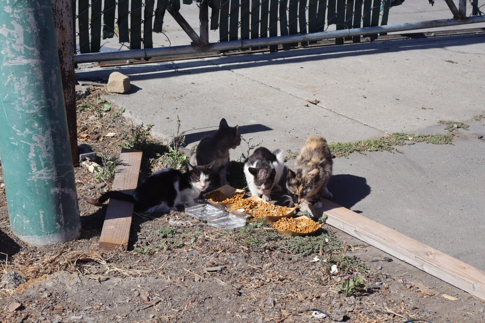 Campaign cover image for Hayward Cat Colony