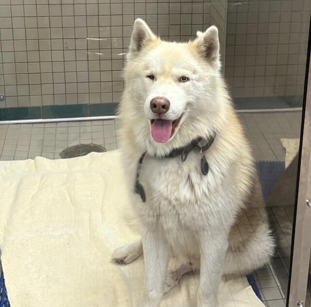 Campaign cover image for ⭐ Chapo’s Holiday Sweepstakes