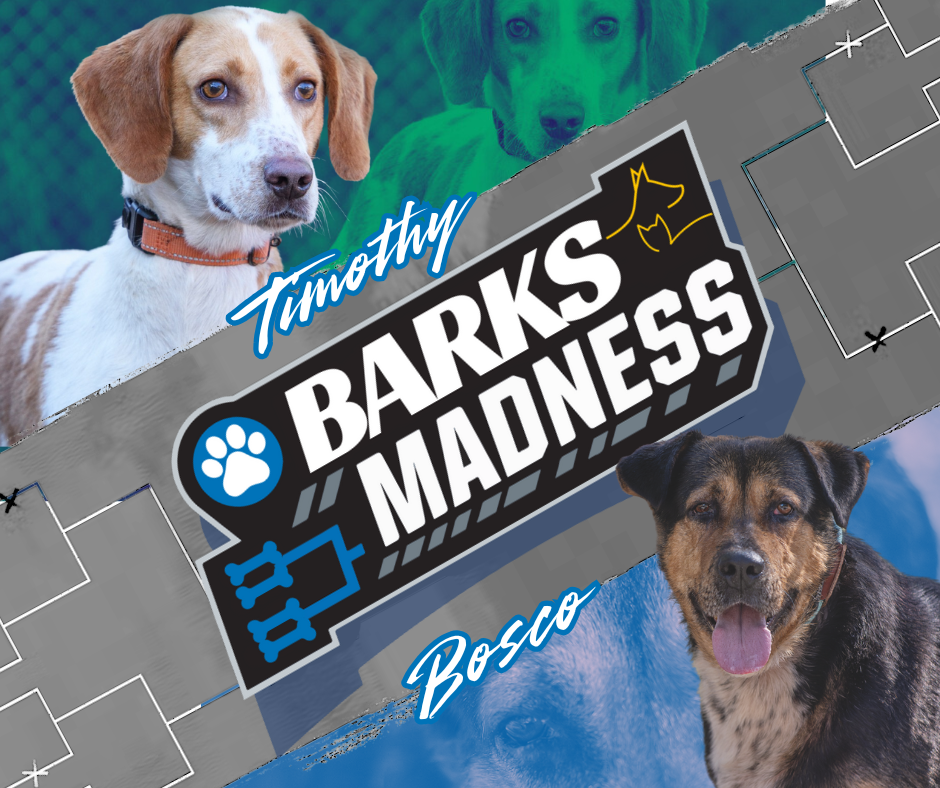 Campaign cover image for Elite 8 :: Timothy vs Bosco :: Barks Madness