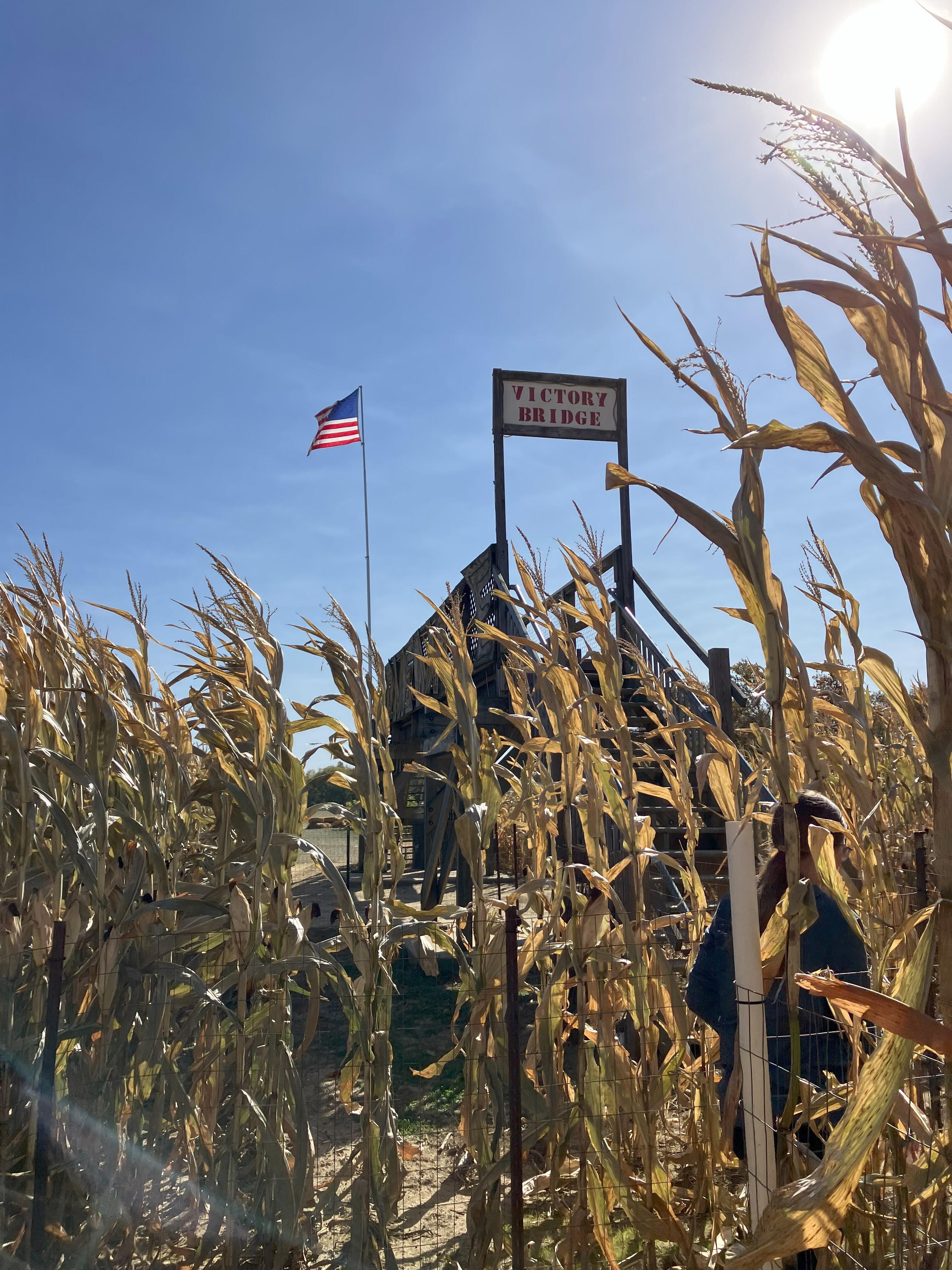 Campaign cover image for Tom's Corn Maze