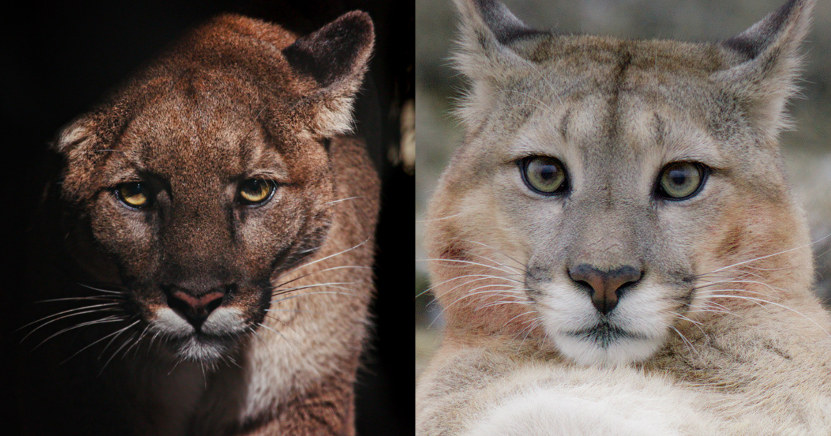 Campaign cover image for RRI's Mountain Lion Documentary Double Feature + Panel Discussion