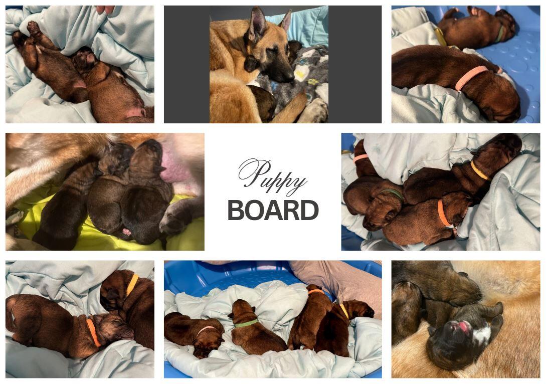 Campaign cover image for H.O.P.E. Puppy Naming Contest