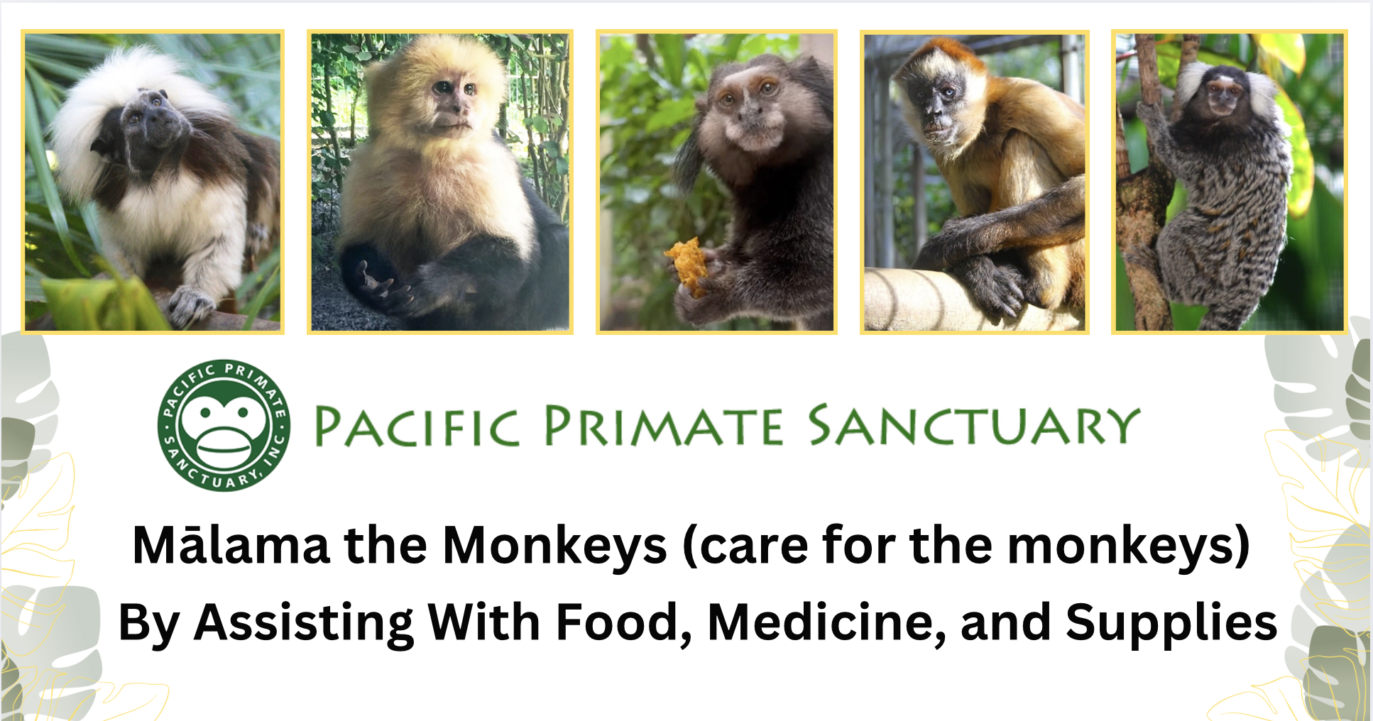 Campaign cover image for Mālama the Monkeys Fundraiser for Pacific Primate Sanctuary