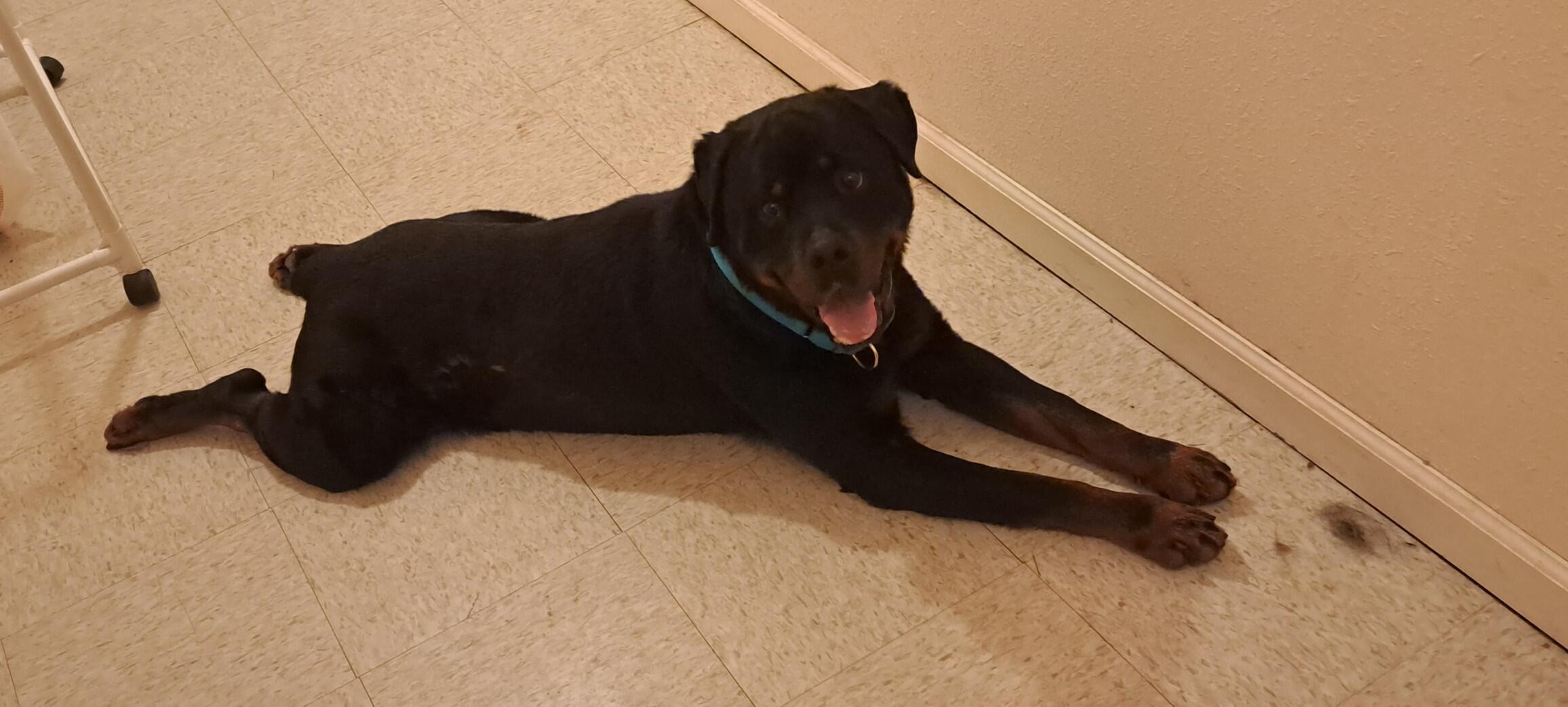 Campaign cover image for Ace – The Big-Hearted Rottweiler Who Just Needs Time