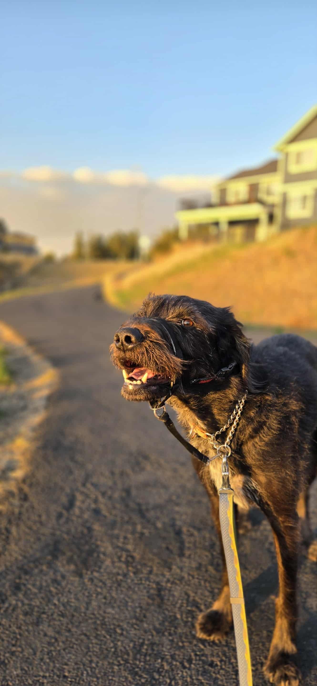 Campaign cover image for Honoring Haus this Giving Tuesday