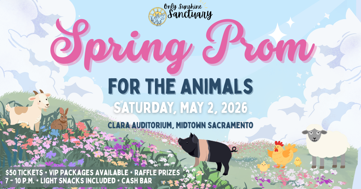 Campaign cover image for Prom for the Animals 2026 | Only Sunshine Sanctuary