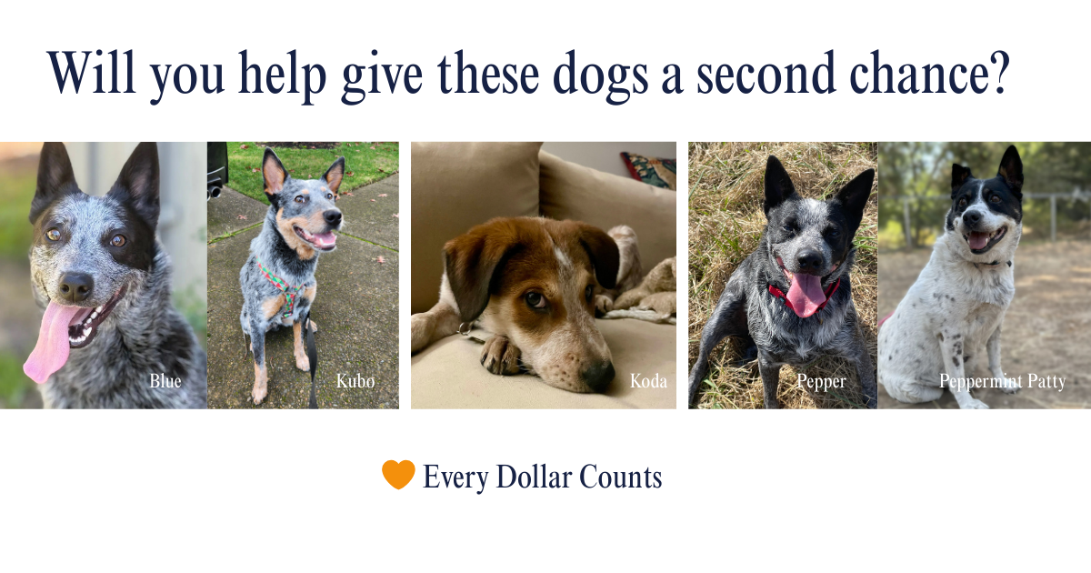 Campaign cover image for Help Cattle Dogs In Need