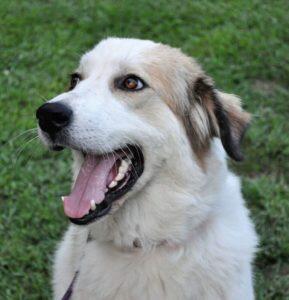 Campaign cover for Once Upon a Time, Your Dog Needed a Valentine