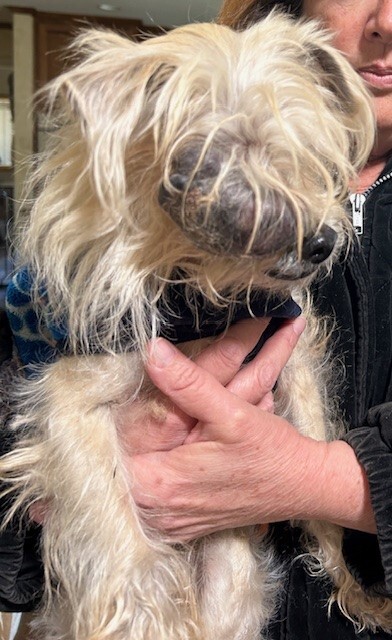 Campaign cover image for Alvin the Magnificent!