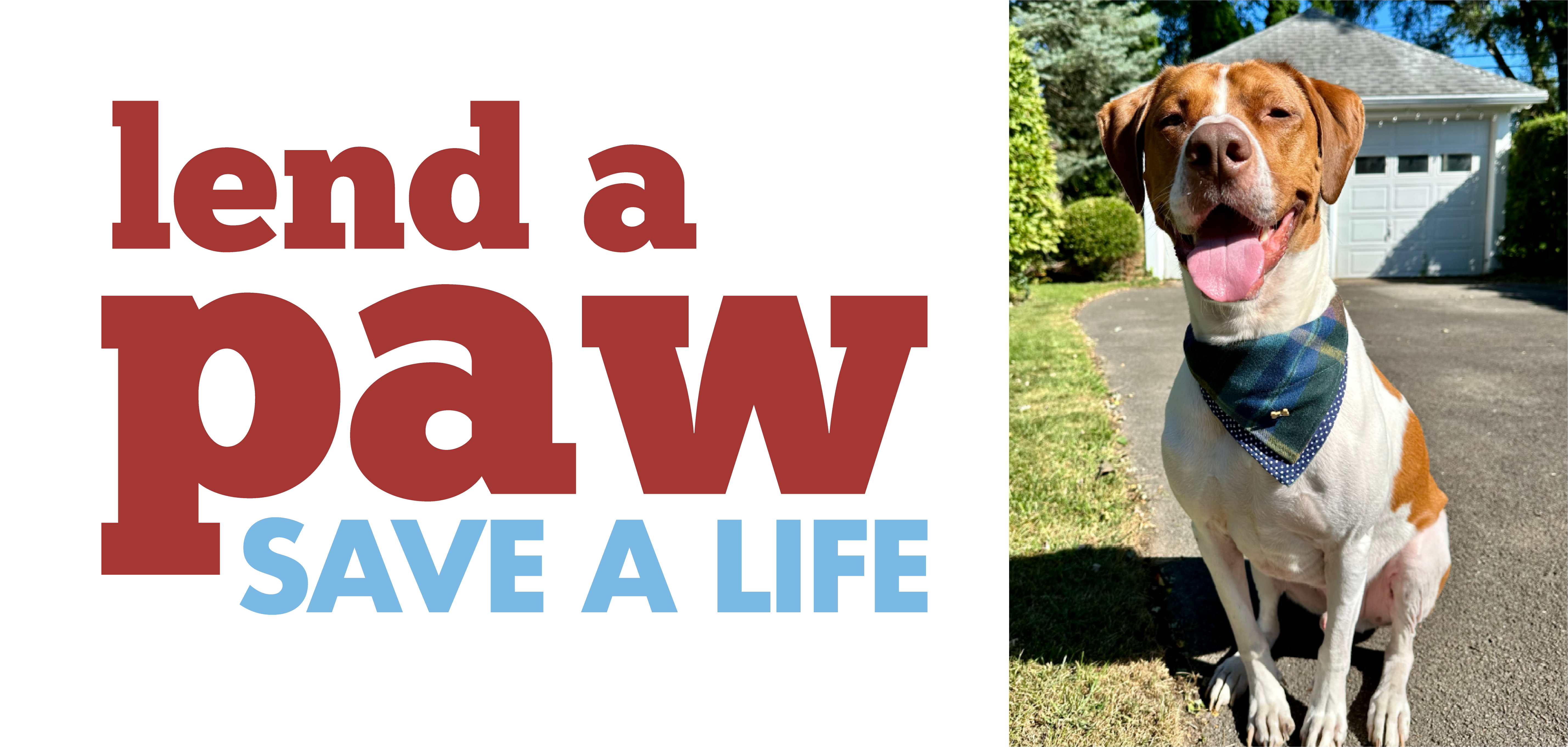 Campaign cover image for Bow Wow Buddies Foundation