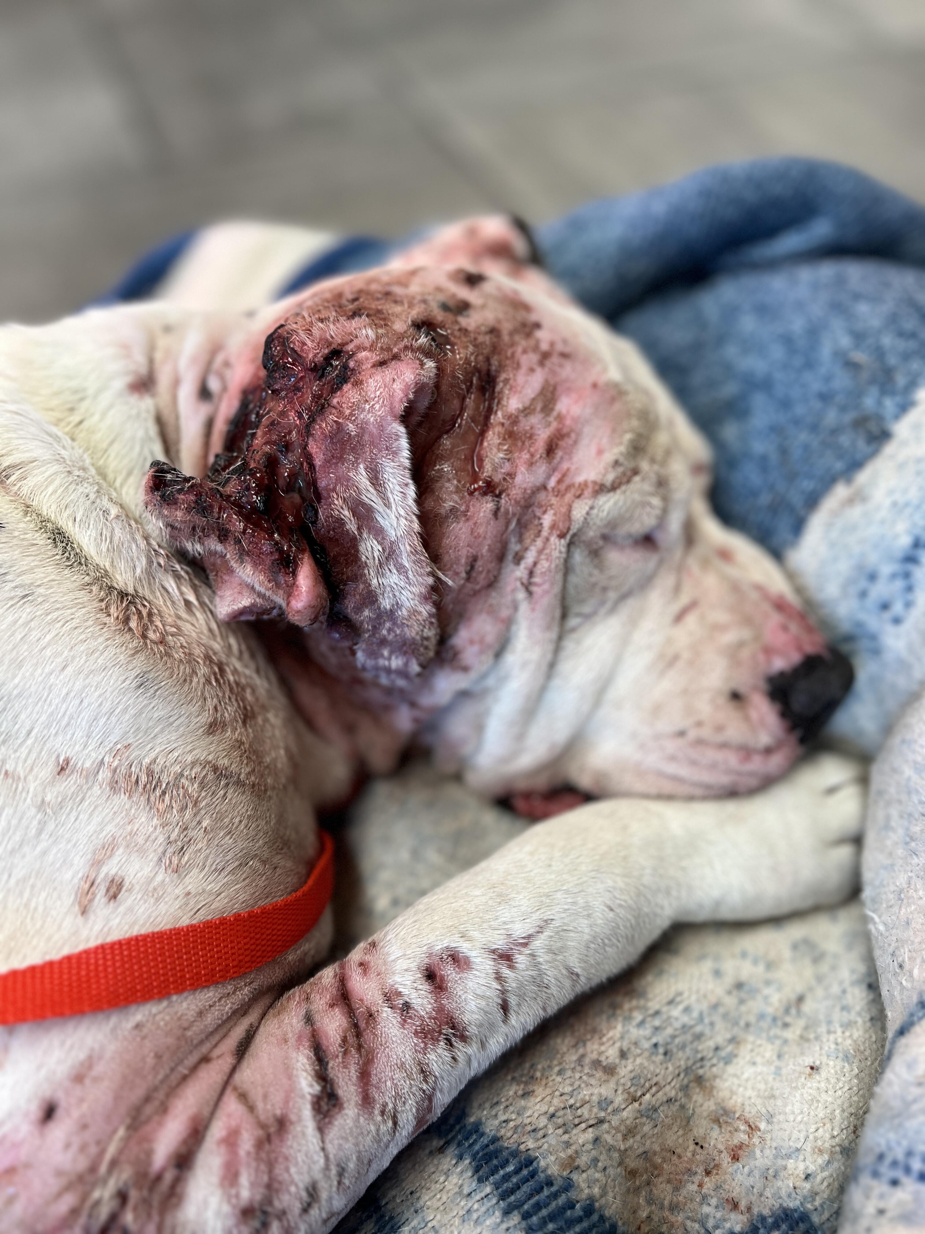 Campaign cover image for 🆘‼️ WEDA WAS NEARLY EUTHANIZED—BUT WE GOT THERE IN TIME. NOW SHE NEEDS YOU.