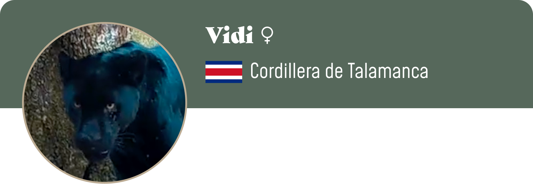 Campaign cover image for Adopt Vidi