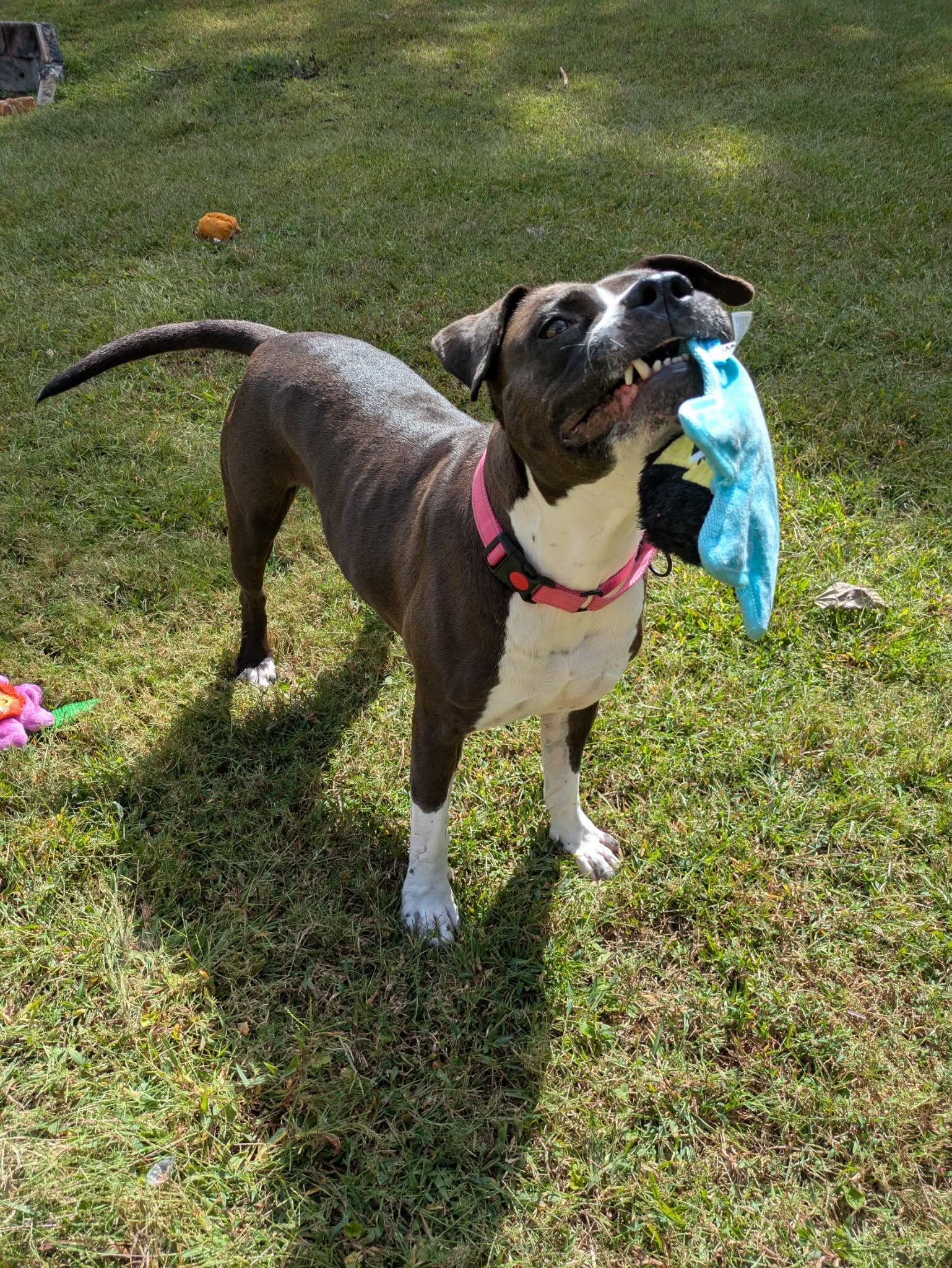 Campaign cover image for Help Bella Bounce Back