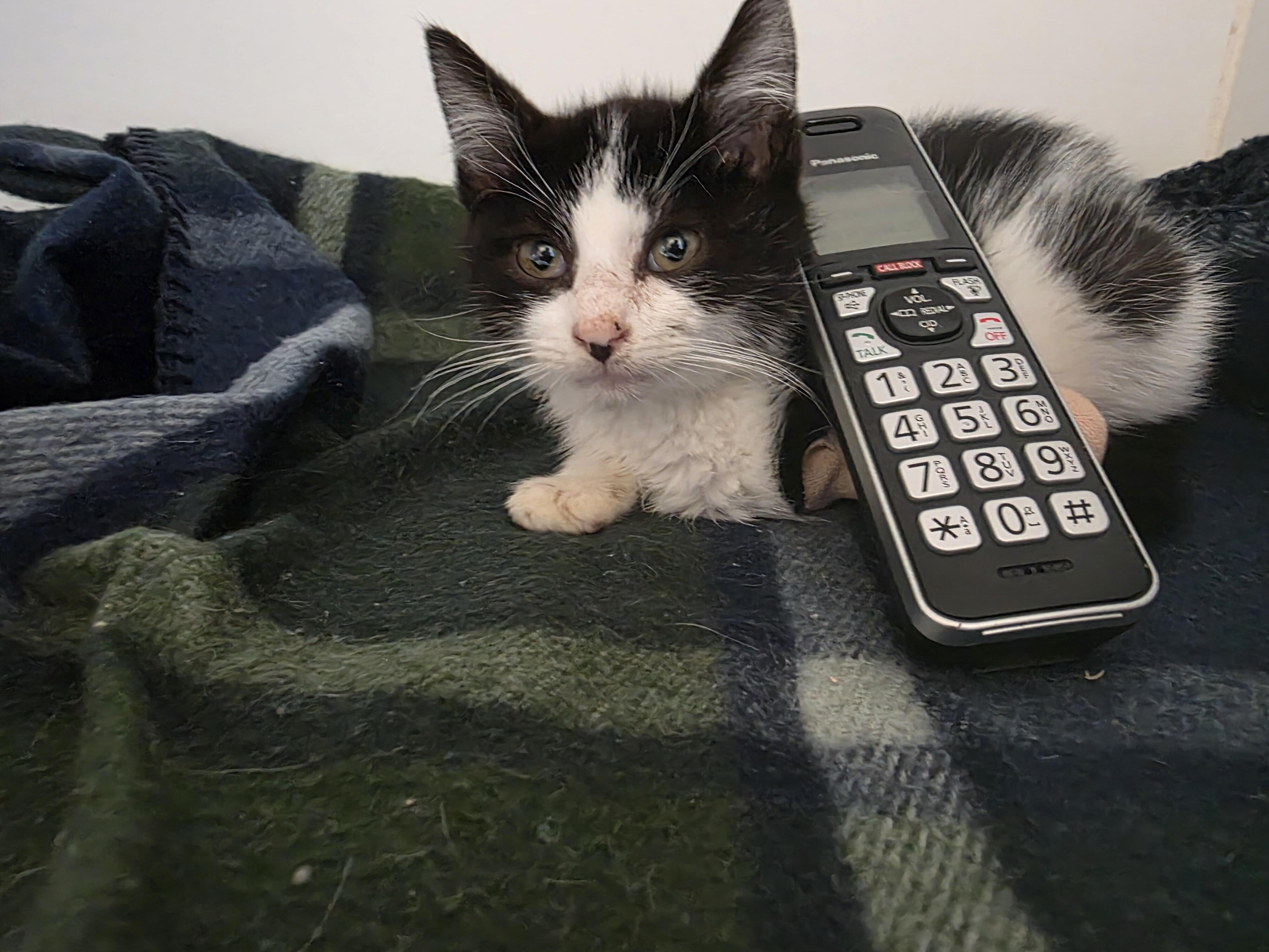 Campaign cover image for Can You Hear Me Meow??!! Phone System Campaign