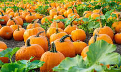Campaign cover image for 🍎🎃 DSCNW FALL HARVEST AT LUNCEFORD FARMS! 🎃🍎