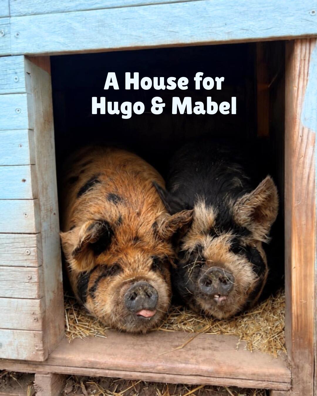 Campaign cover image for A House for Hugo & Mabel