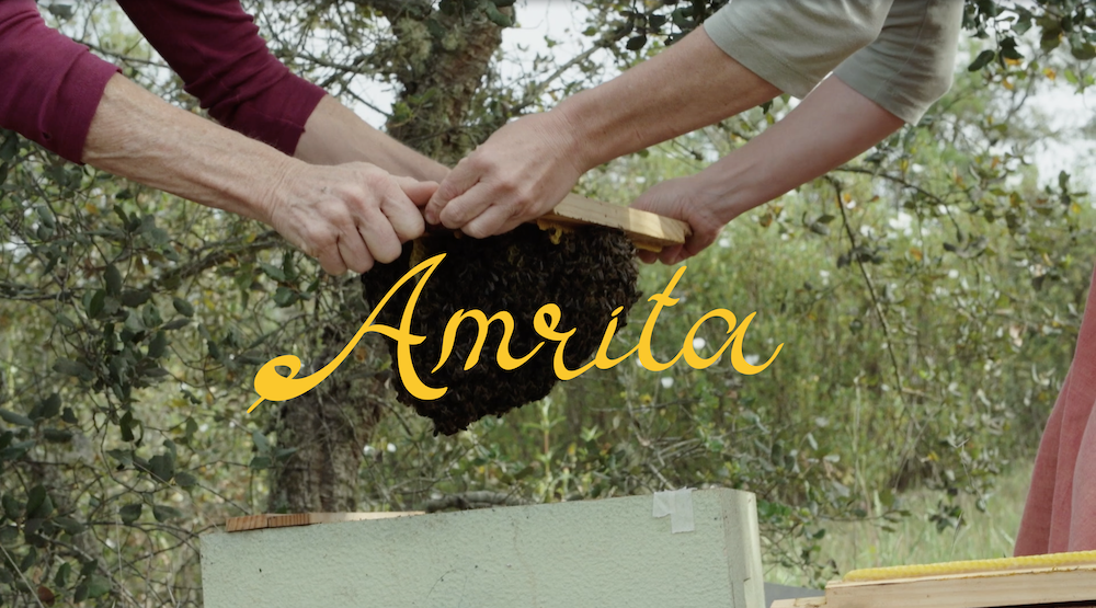 Campaign cover image for Evening with the Bee Oracle: Film, Conversation & Mead