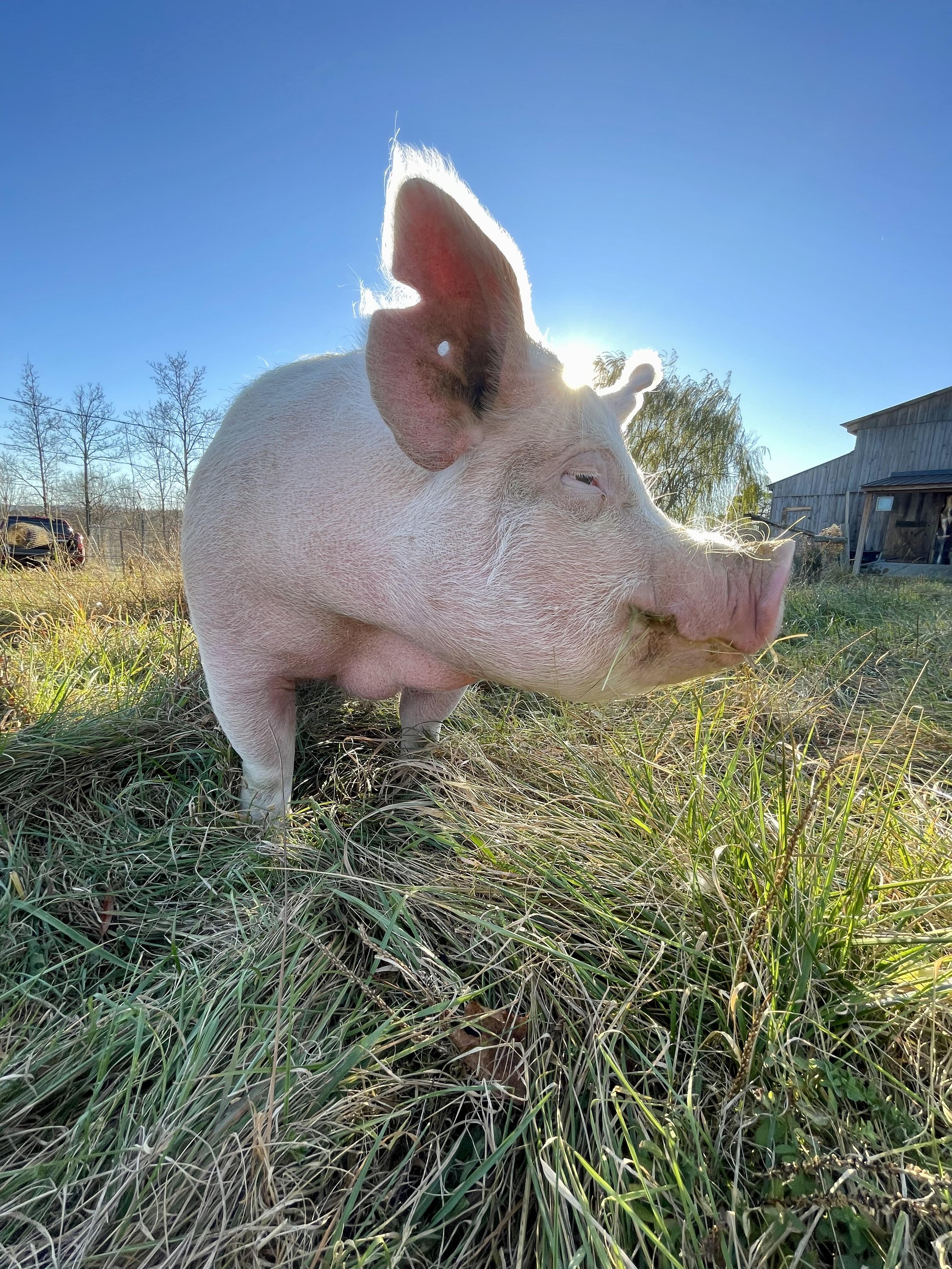 Campaign cover image for Bess' Second Chance | Another Mini but Mighty Giving Season