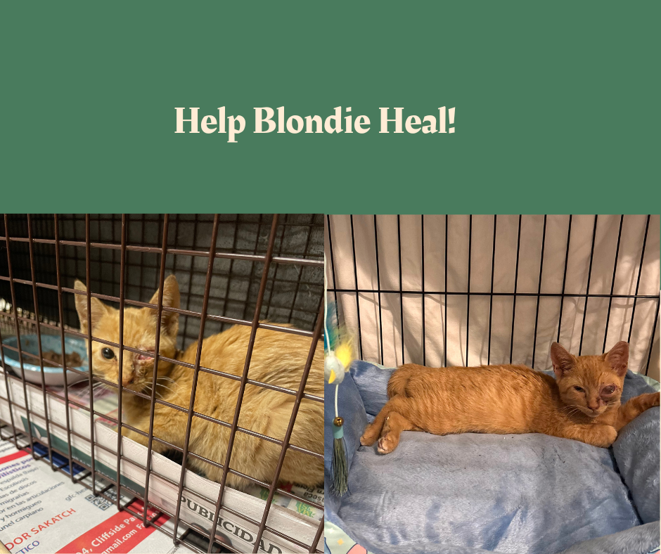 Campaign cover image for Blondie’s Second Chance