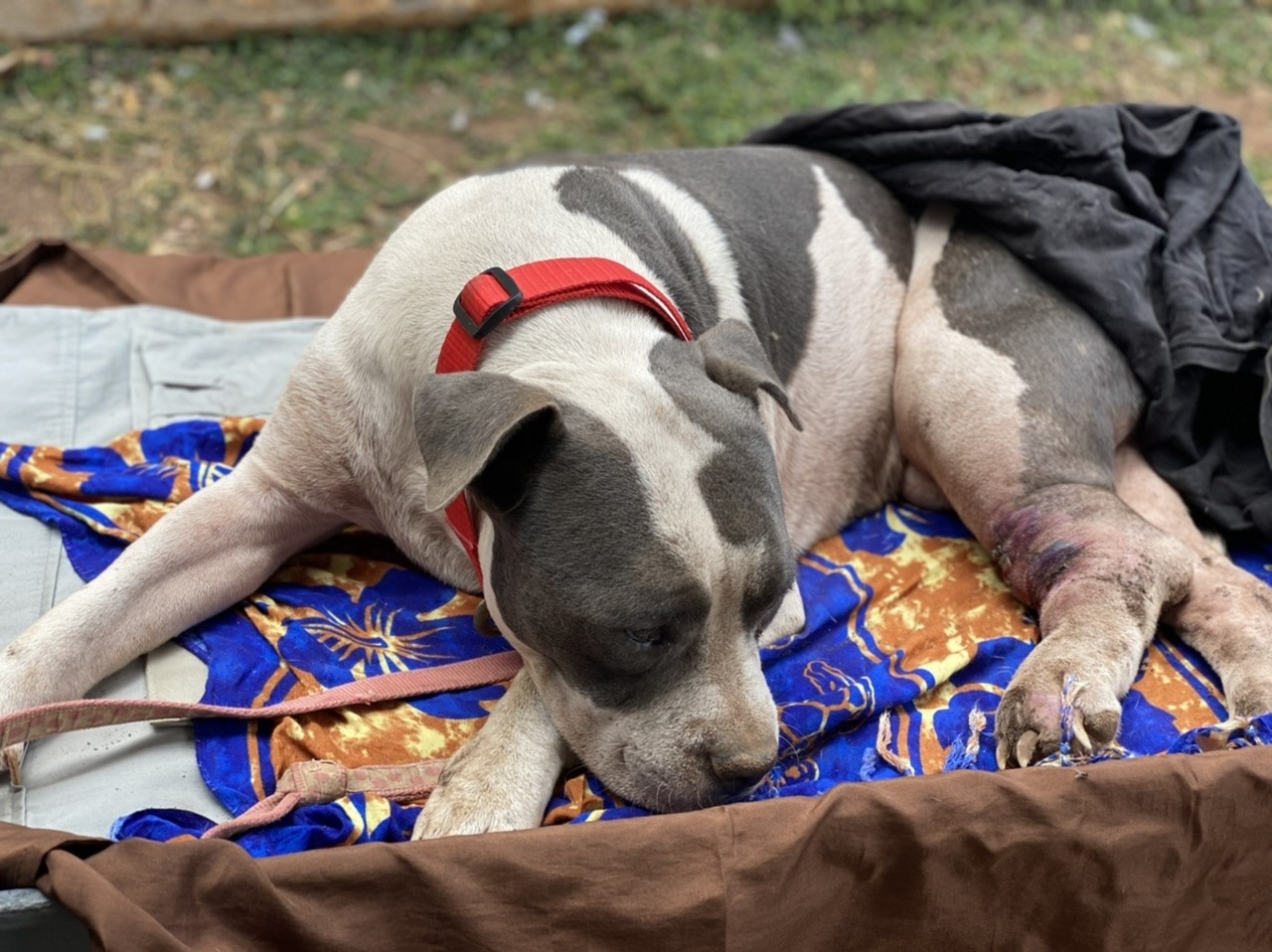 Campaign cover image for Hammah - Emergency Vet