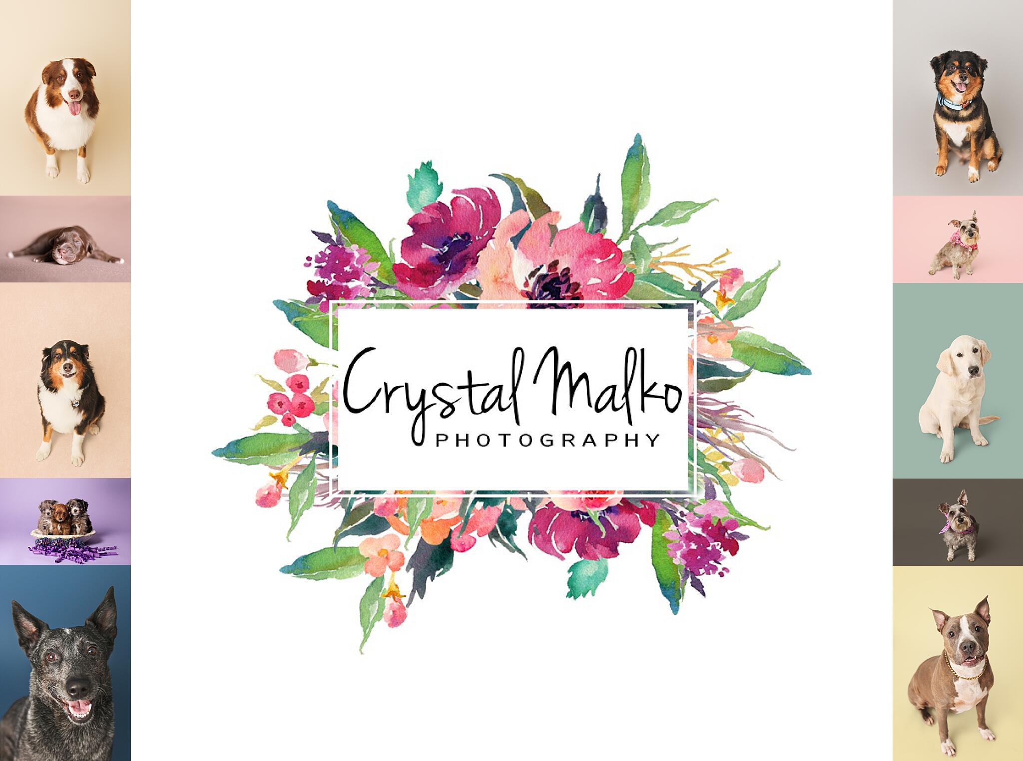 Campaign cover image for WIN A PET PHOTOSHOOT! 📸 Sponsored by Crystal Malko Photography