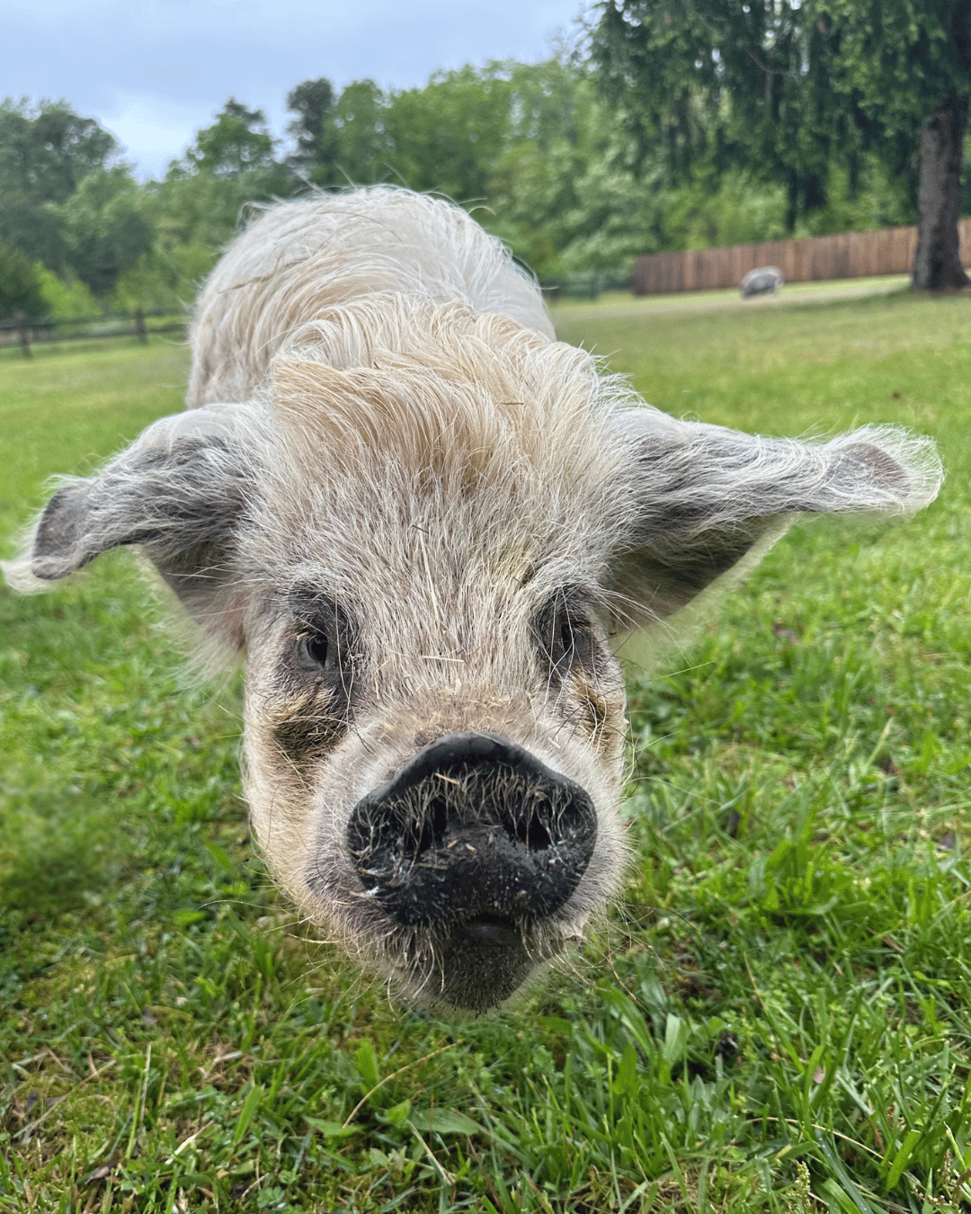 Campaign cover for Snout Sponsor: Daisy