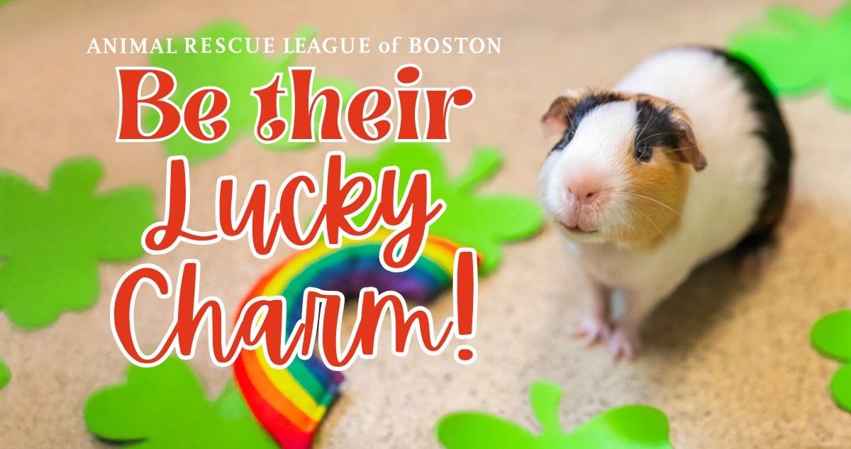 Campaign cover for Be Their Lucky Charm!