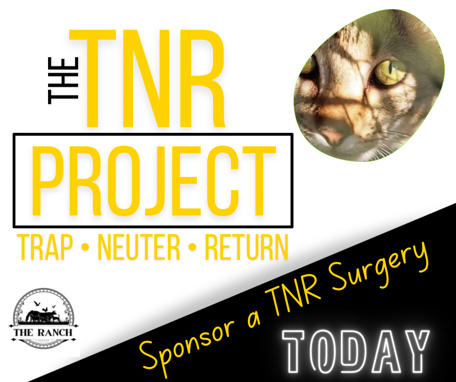 Campaign cover image for The TNR Project