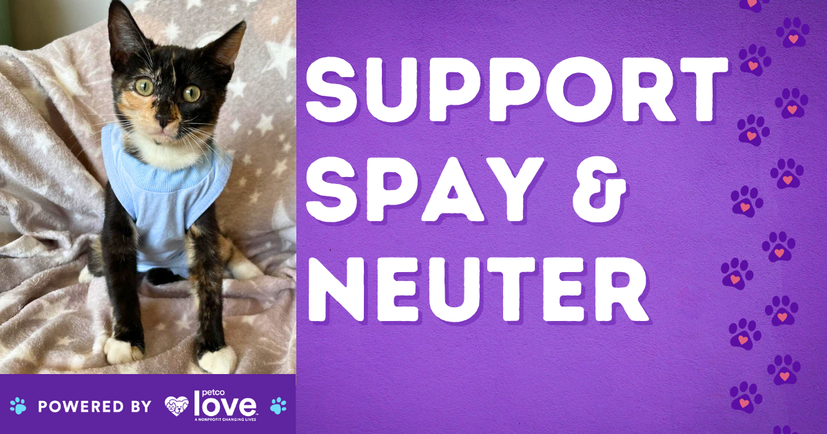 Campaign cover image for Sponsor A Spay Today!