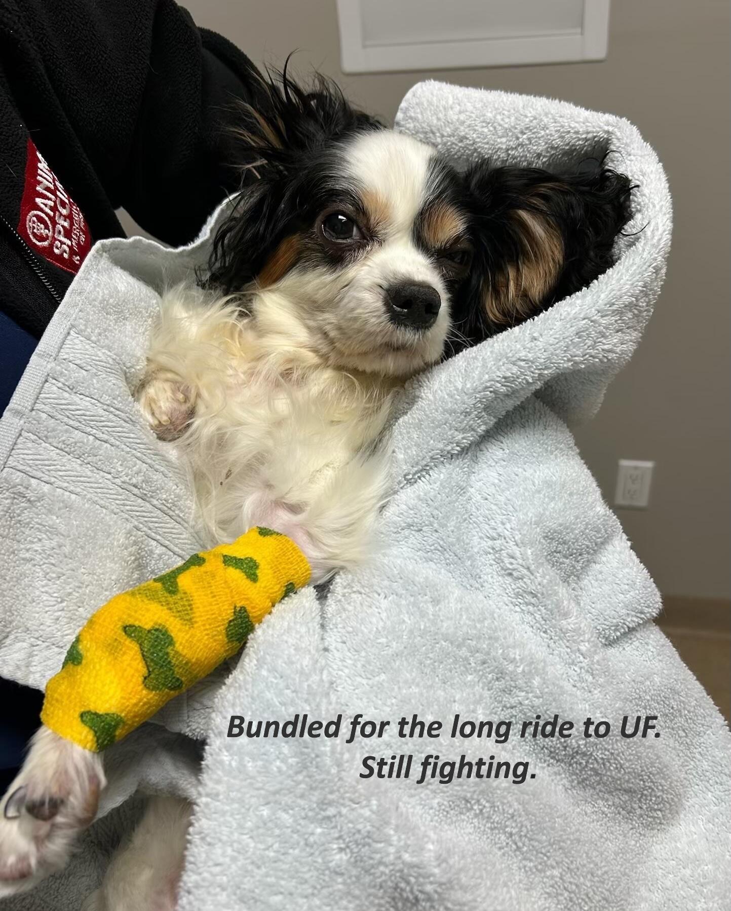 Campaign cover image for After a Week in Local Emergency Care, Camille Was Transferred to UF for Advanced Testing