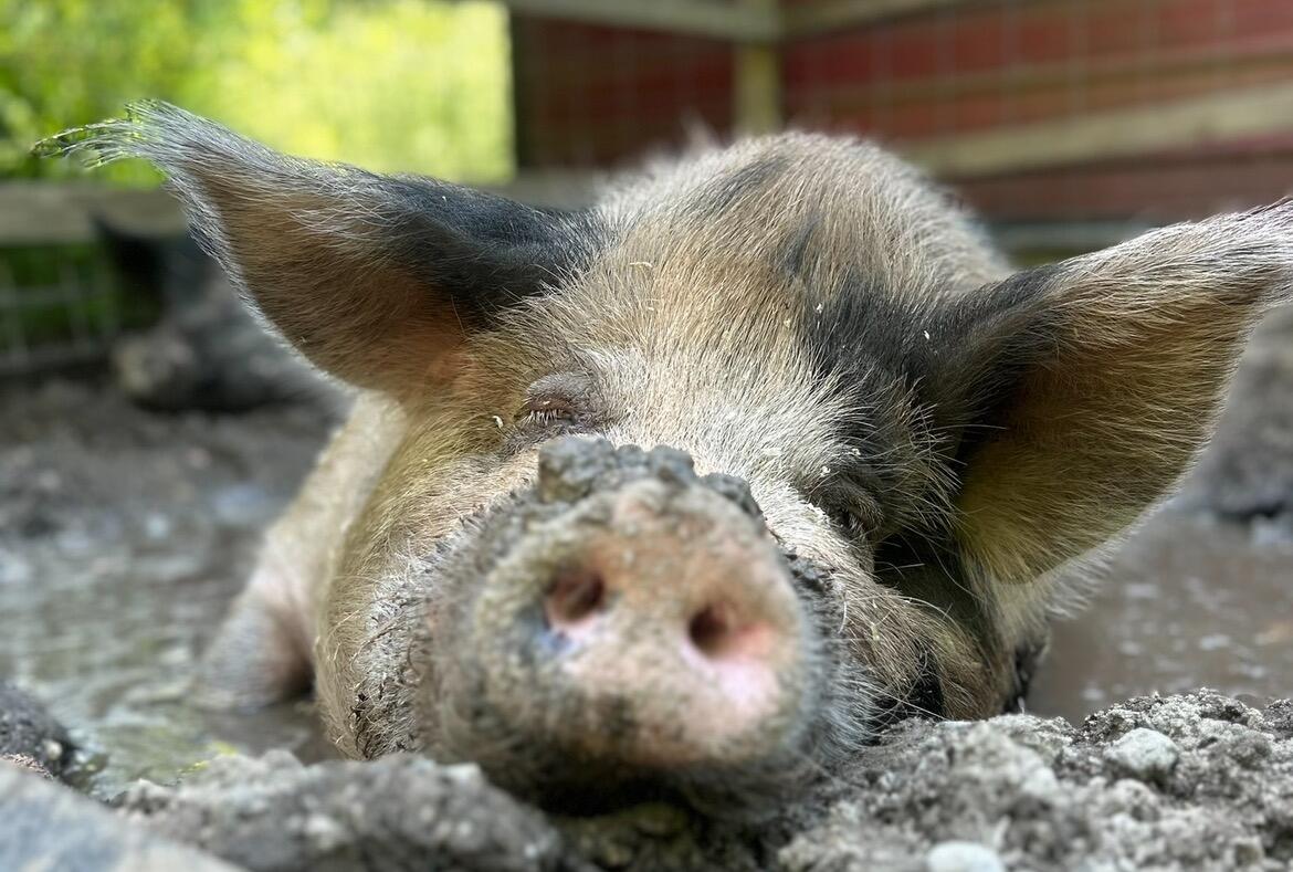 Campaign cover image for Petunia's Final Resting